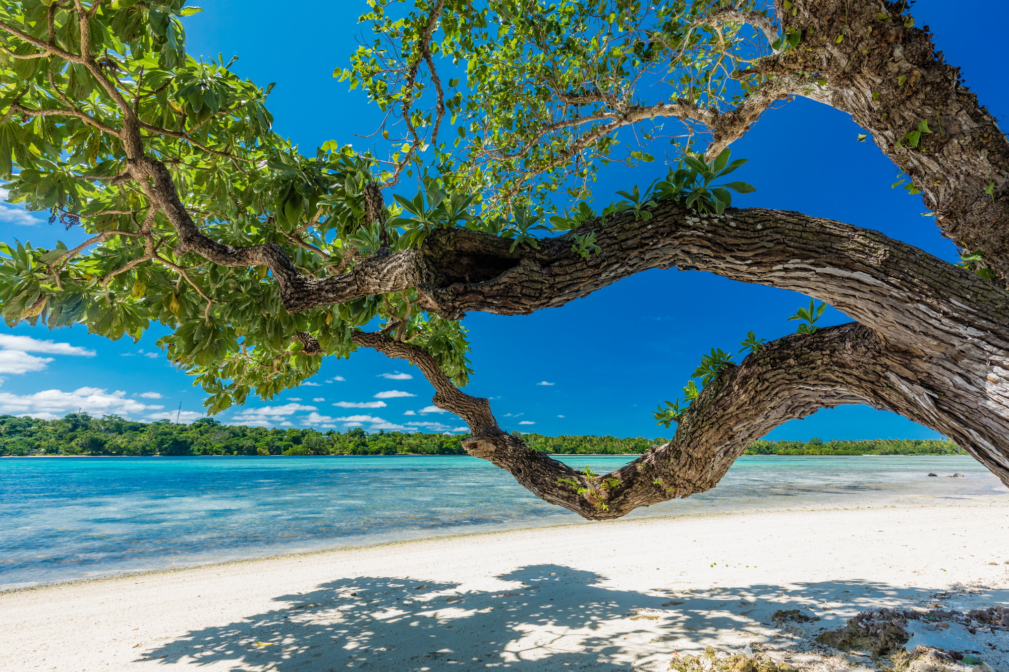 Palm trees on a tropical beach, Vanuatu, Erakor Island, Efate